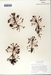 000058423-thumbnail.jpg