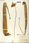 000058501-thumbnail.jpg
