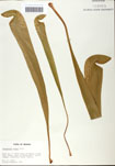 Sarracenia