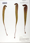 000058525-thumbnail.jpg