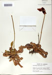 000058526-thumbnail.jpg