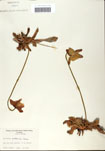 000058528-thumbnail.jpg