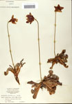 000058529-thumbnail.jpg