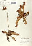 000058530-thumbnail.jpg