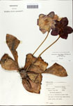 000058554-thumbnail.jpg