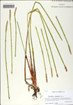 Eleocharis