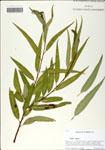 000058638-thumbnail.jpg