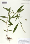 000058669-thumbnail.jpg