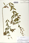 000058692-thumbnail.jpg