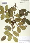 000058787-thumbnail.jpg