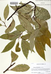 000058866-thumbnail.jpg