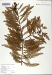 Taxodium