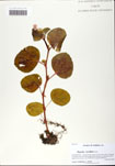 000058955-thumbnail.jpg