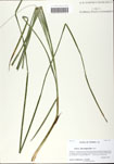 Carex