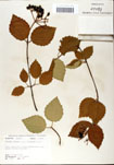 000059093-thumbnail.jpg