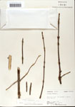 000059095-thumbnail.jpg