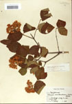000059100-thumbnail.jpg