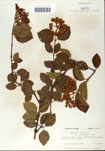 000059101-thumbnail.jpg