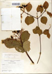 000059103-thumbnail.jpg