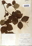 000059107-thumbnail.jpg