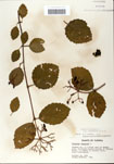 000059129-thumbnail.jpg