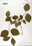 000059131-thumbnail.jpg