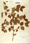 000059132-thumbnail.jpg