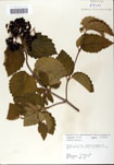 Viburnum
