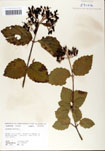000059136-thumbnail.jpg