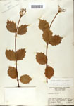 000059137-thumbnail.jpg