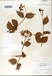 000059138-thumbnail.jpg