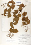 000059155-thumbnail.jpg