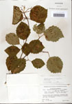000059168-thumbnail.jpg