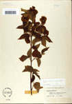 000059173-thumbnail.jpg