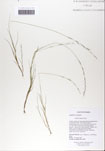 Aristida