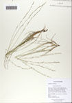 Aristida