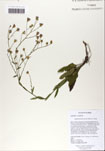 Symphyotrichum