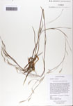 Schizachyrium