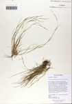 Sporobolus