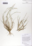 Sporobolus
