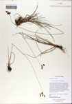 Fimbristylis