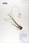 Fimbristylis