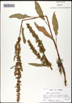 000059515-thumbnail.jpg