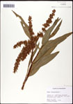 000059516-thumbnail.jpg