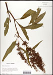 Rumex