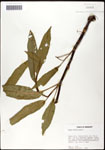 000059518-thumbnail.jpg