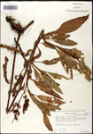 000059519-thumbnail.jpg