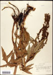 000059520-thumbnail.jpg