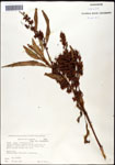 Rumex