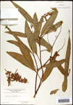 000059522-thumbnail.jpg
